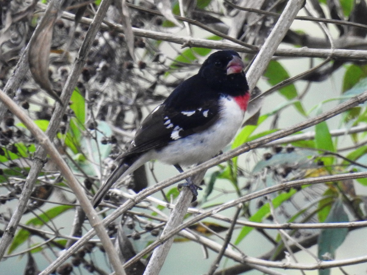 Rose-breasted Grosbeak - ML559273861