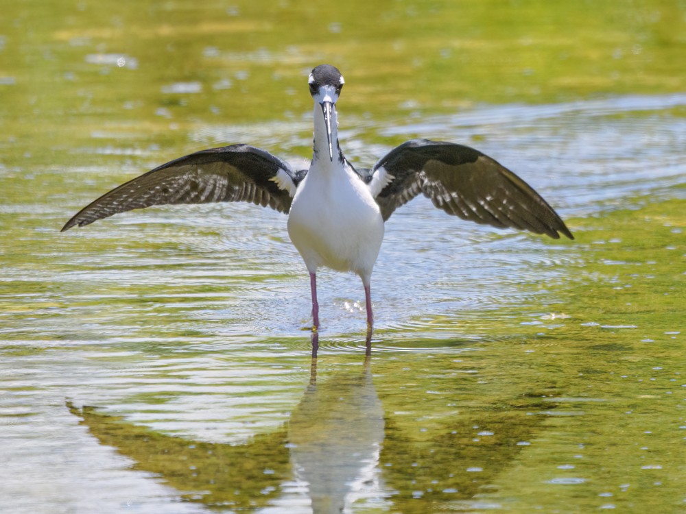 Black-necked Stilt (Hawaiian) - ML559275191