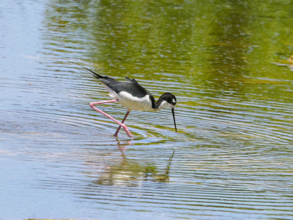 Black-necked Stilt (Hawaiian) - ML559275251