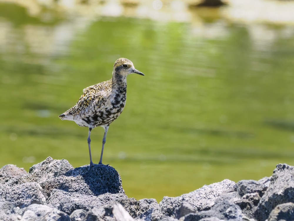 Pacific Golden-Plover - ML559275901