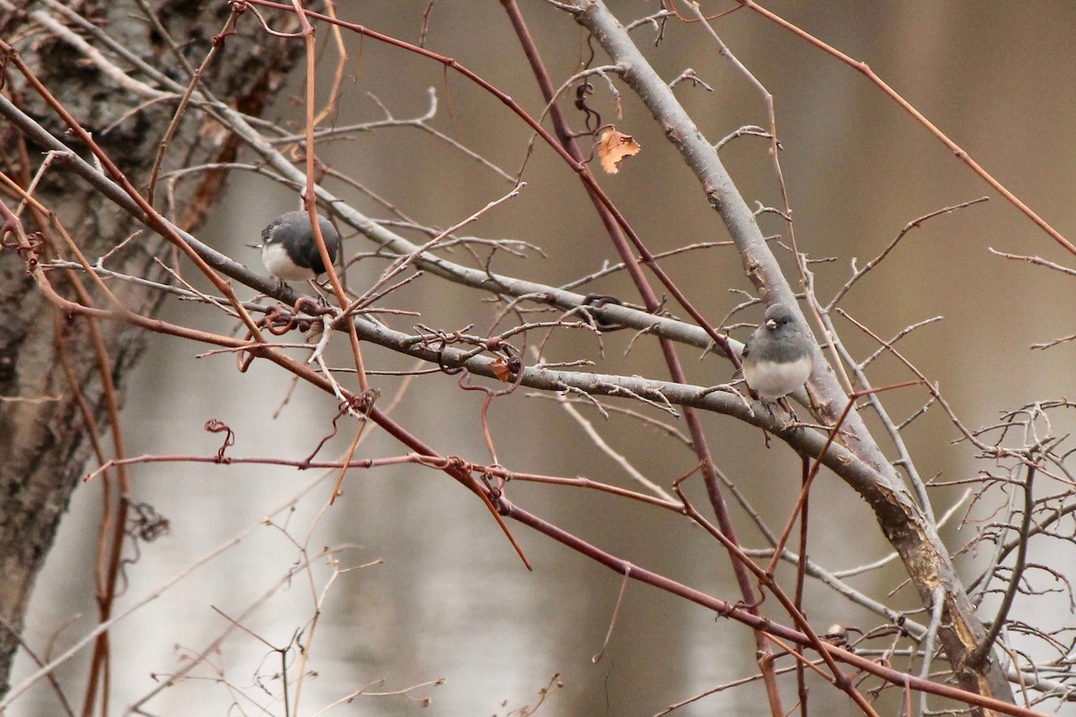 Dark-eyed Junco - ML55927761