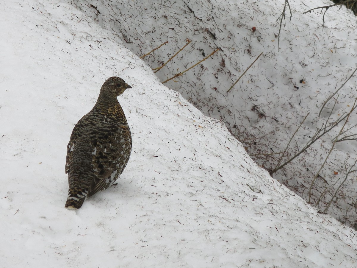 Spruce Grouse - ML55927851