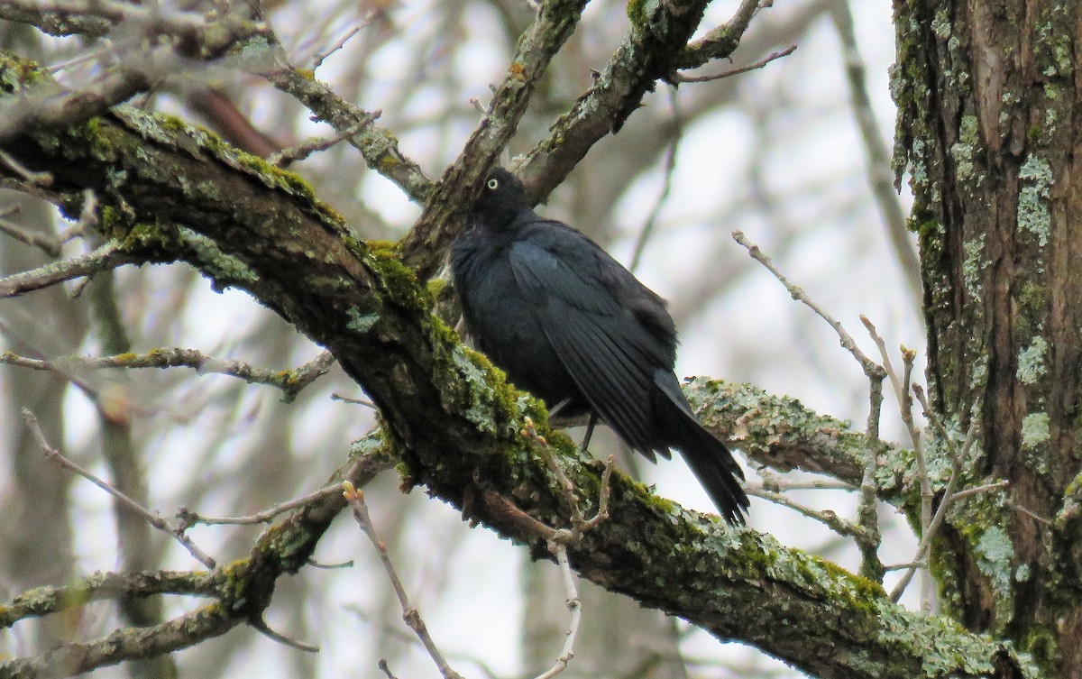 Rusty Blackbird - ML559278741