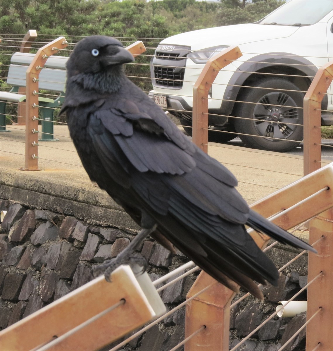 Torresian Crow - ML559279151