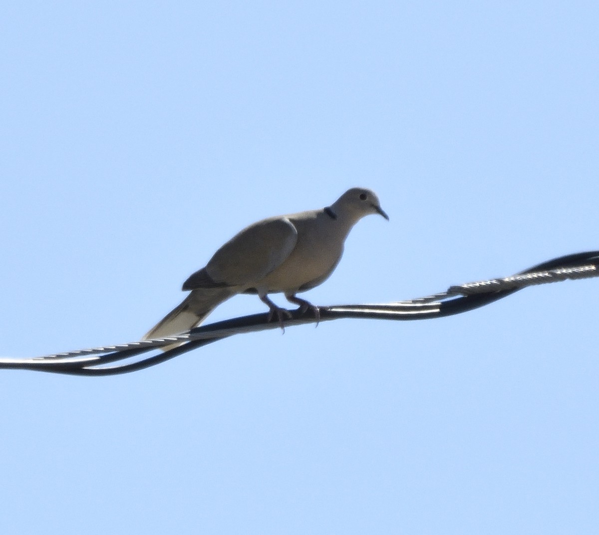 Eurasian Collared-Dove - ML55927951