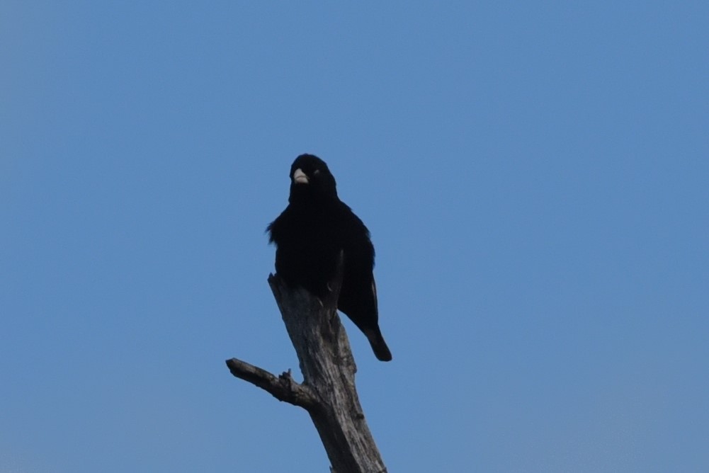 Variable Indigobird - Bruce Mast