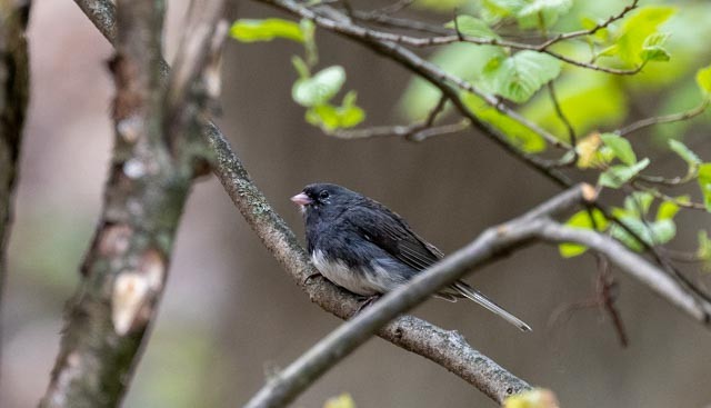 Junco ardoisé - ML559280351