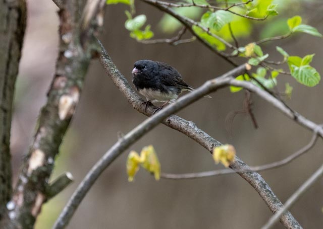 Dark-eyed Junco - ML559280391