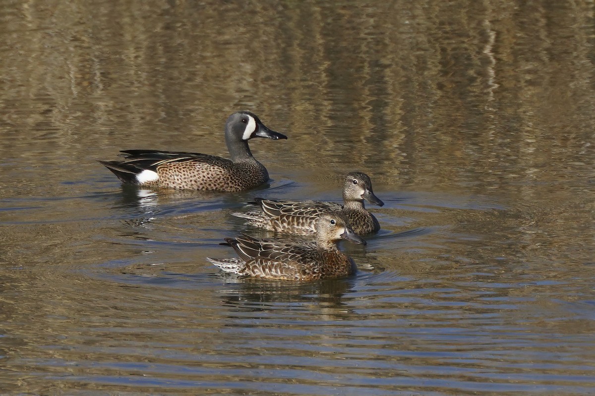 Blue-winged Teal - ML559281181