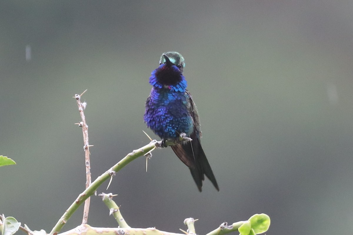 Blue-tufted Starthroat - Ian Thompson