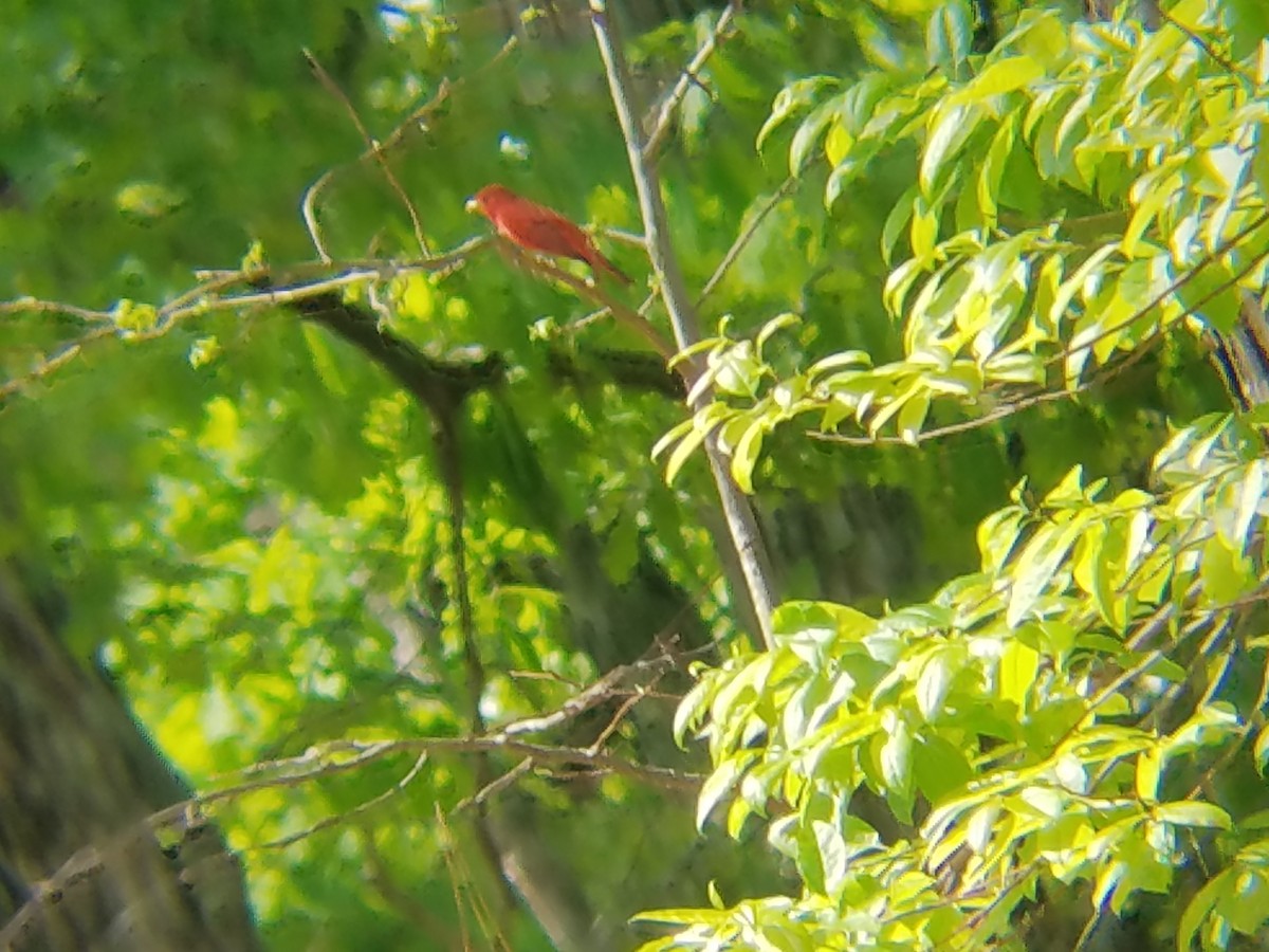Summer Tanager - ML55928221