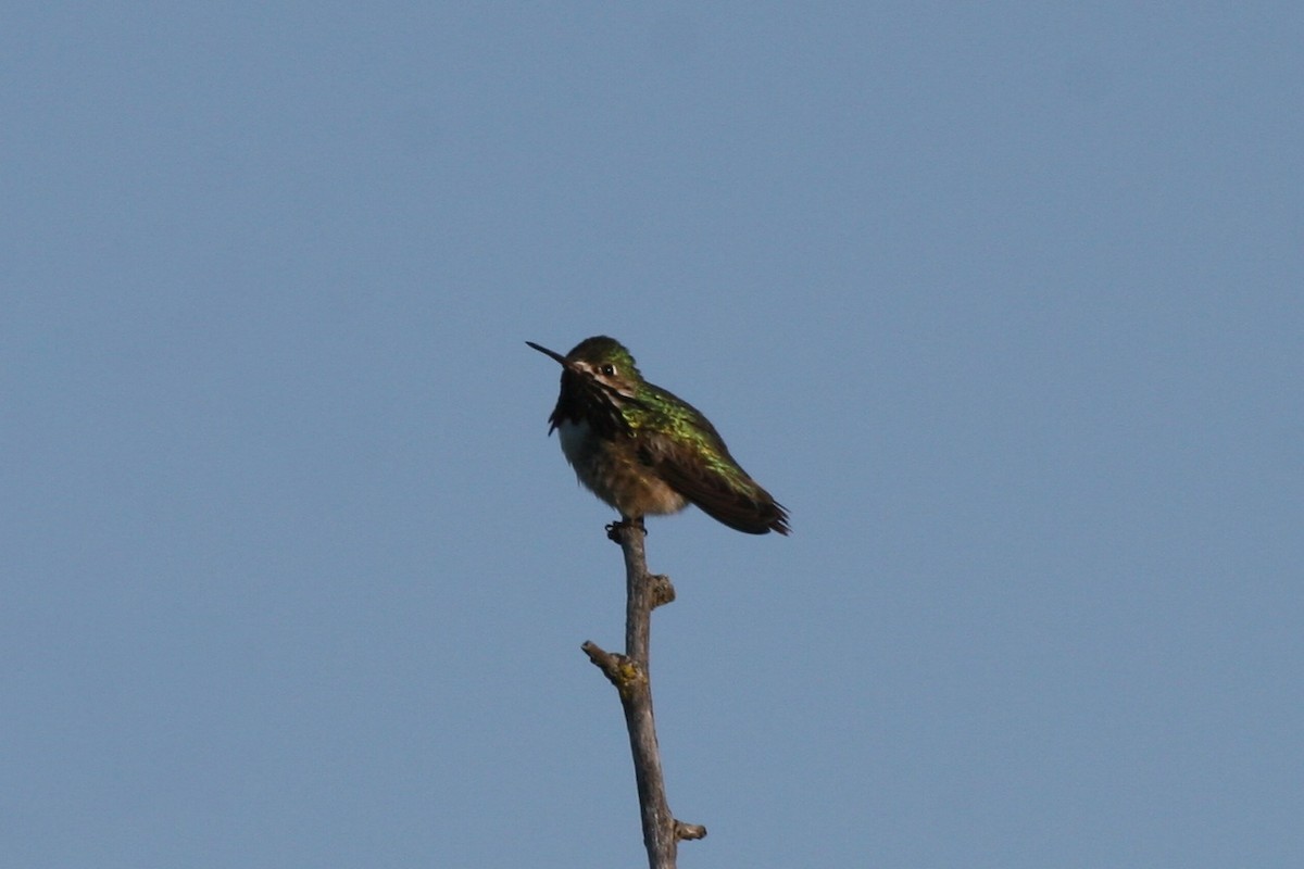 Colibrí Calíope - ML55928331