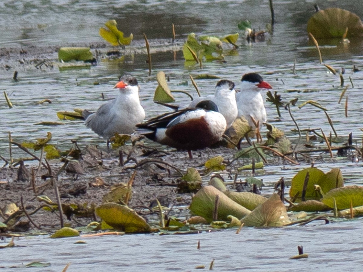 Caspian Tern - ML559284991