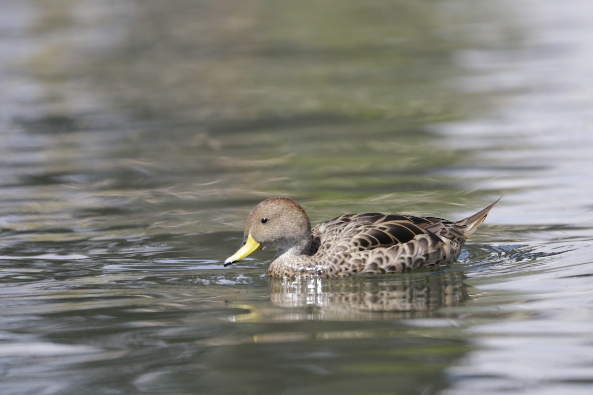 Yellow-billed Pintail - ML559285781