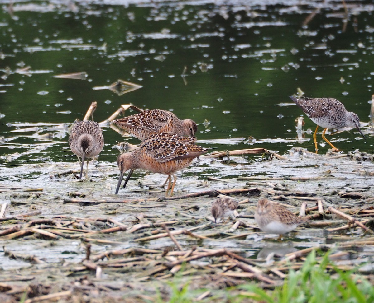 Long-billed Dowitcher - ML55928611