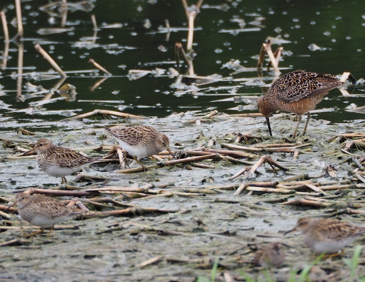 Pectoral Sandpiper - ML55928641