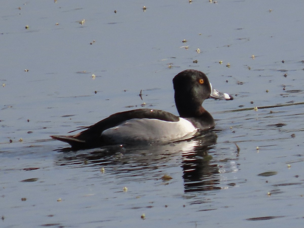 Ring-necked Duck - Green Blood