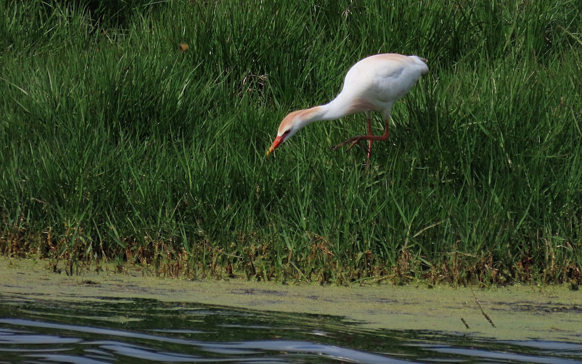 Western Cattle Egret - Jim O'Neill