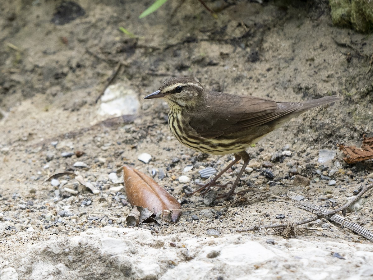 Northern Waterthrush - ML559288121