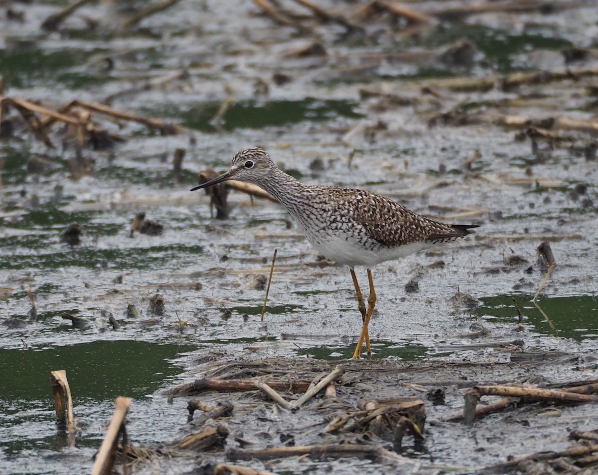 Lesser Yellowlegs - ML55928841