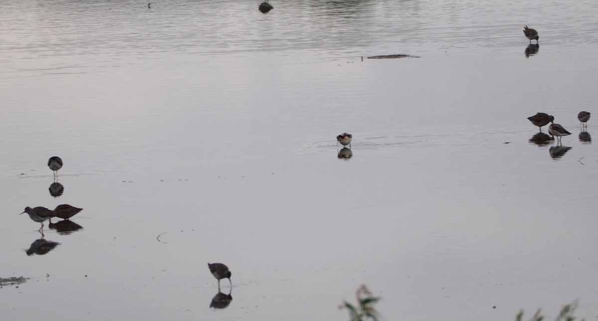 Wilson's Phalarope - ML55928901