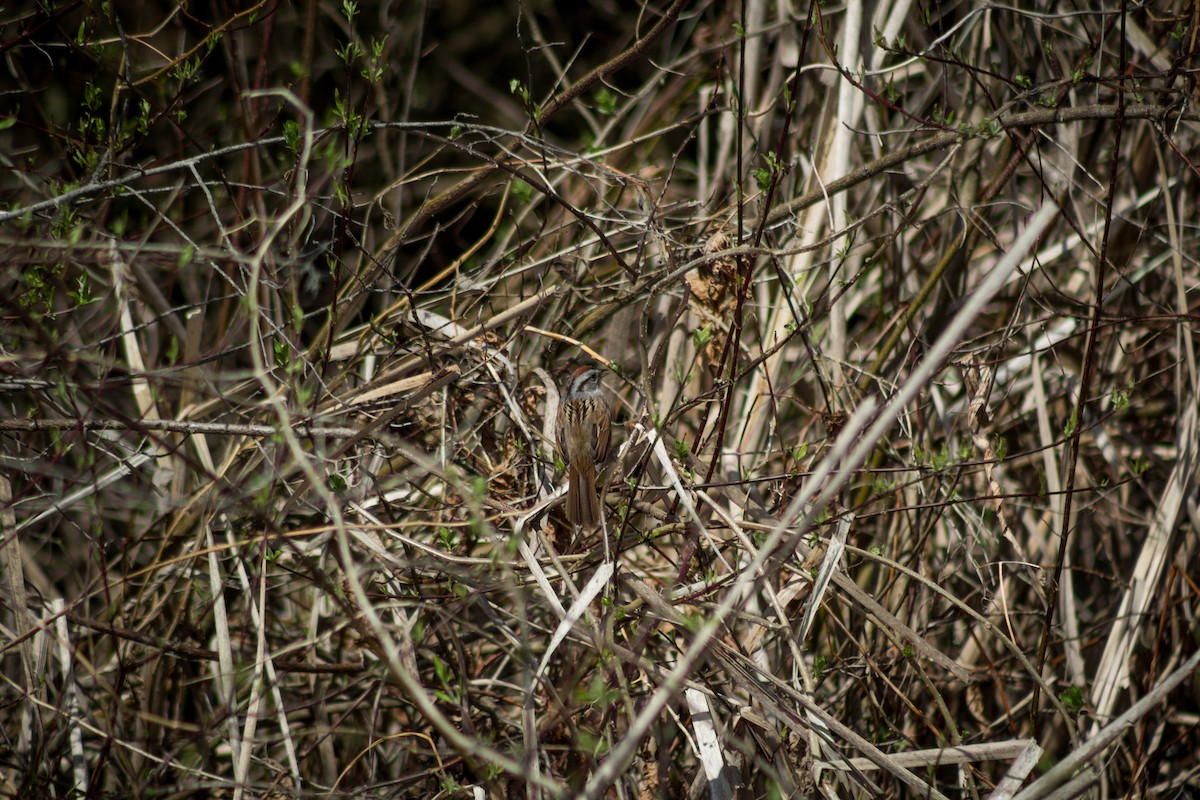 Swamp Sparrow - ML559289181