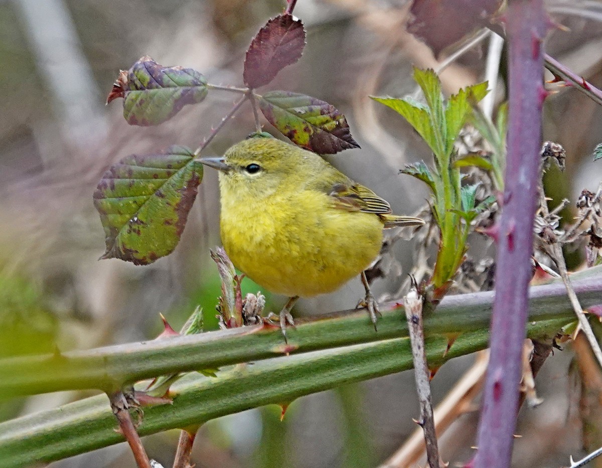 Orange-crowned Warbler - ML559289191