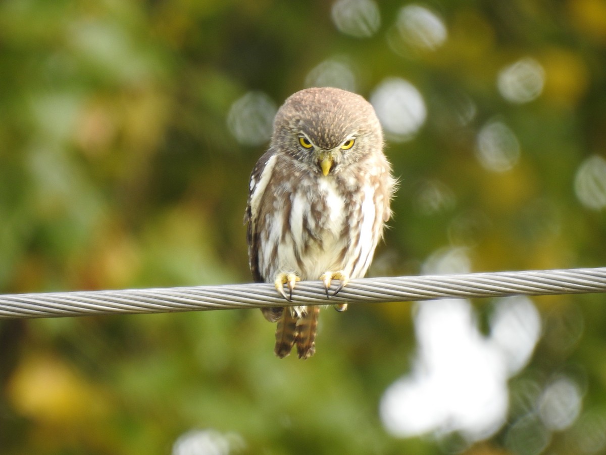 Austral Pygmy-Owl - ML559289281