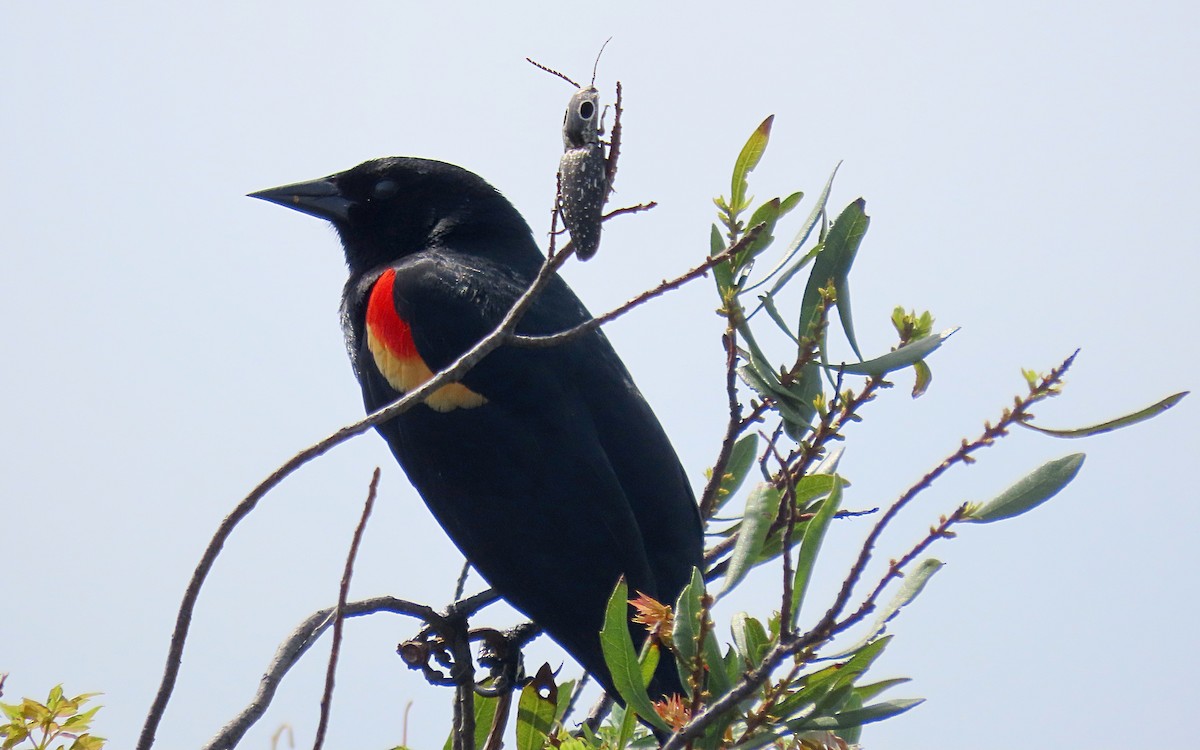 Red-winged Blackbird - Jim O'Neill