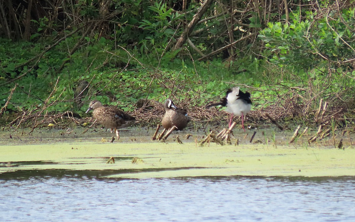 Blue-winged Teal - ML559289761