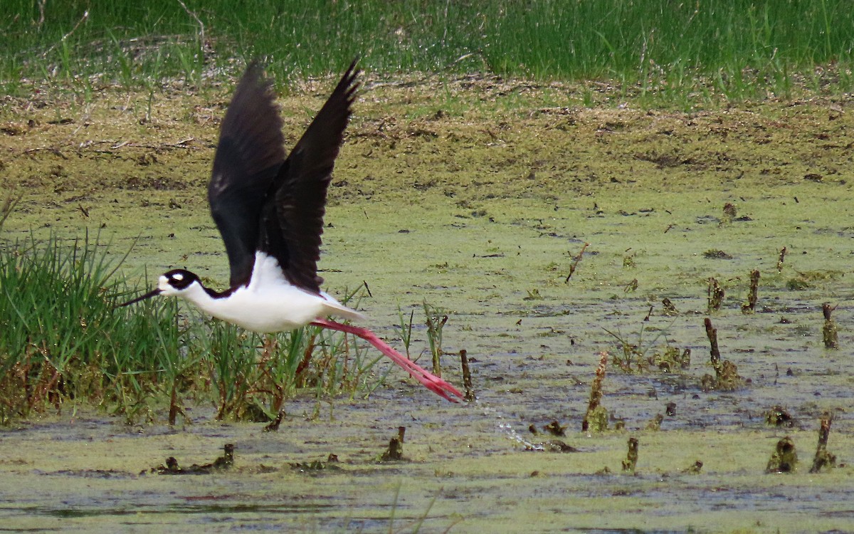 Black-necked Stilt - ML559290501