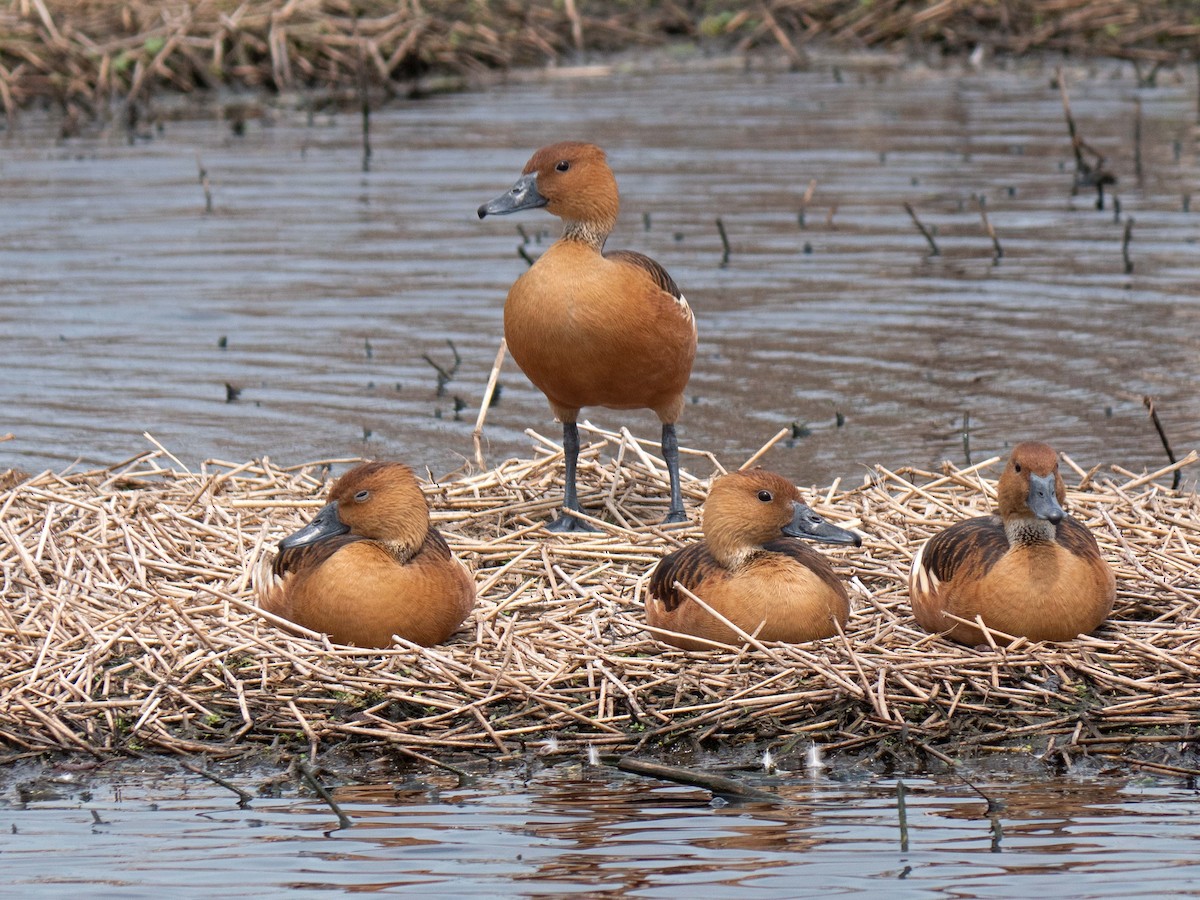 Fulvous Whistling-Duck - ML559291121
