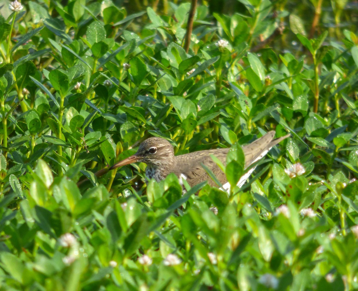 Spotted Sandpiper - ML55929151