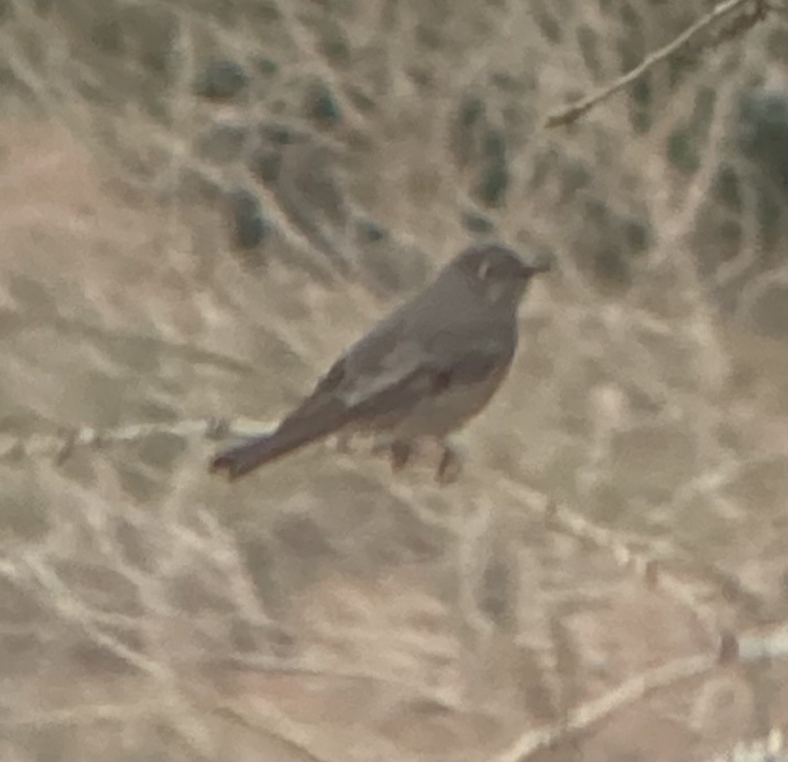 Townsend's Solitaire - Matthew Janson