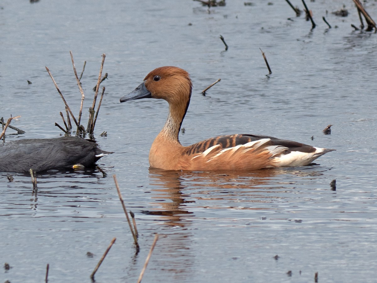 Fulvous Whistling-Duck - ML559292401
