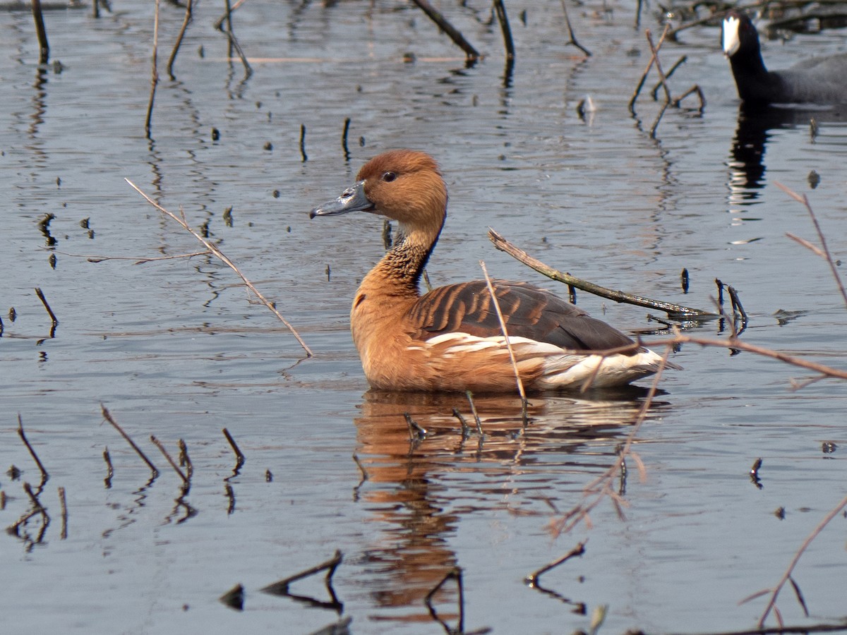Fulvous Whistling-Duck - ML559292411