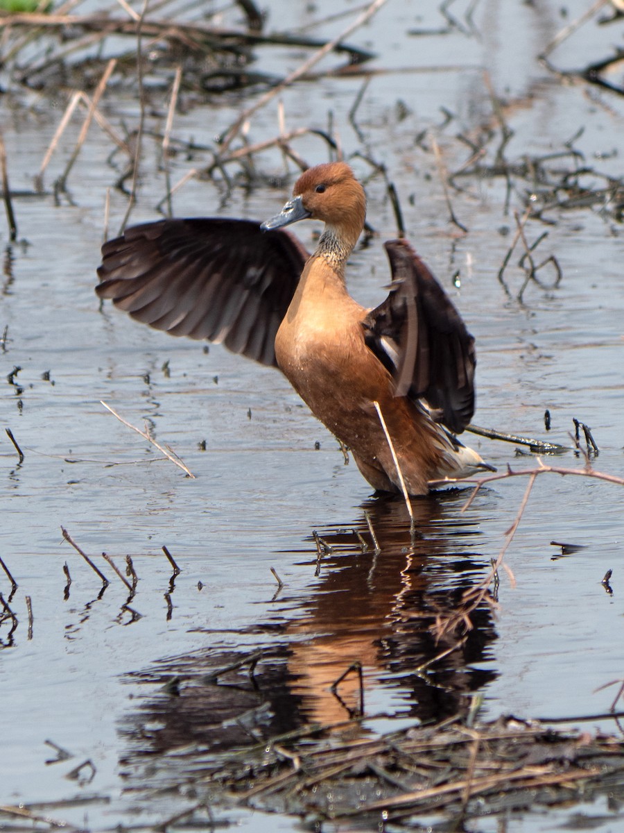 Fulvous Whistling-Duck - ML559292421