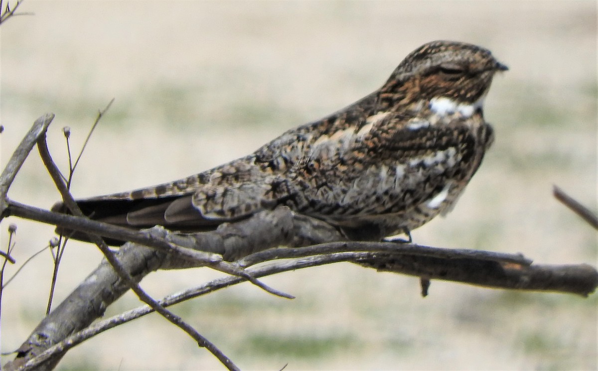 Common Nighthawk - ML559292591