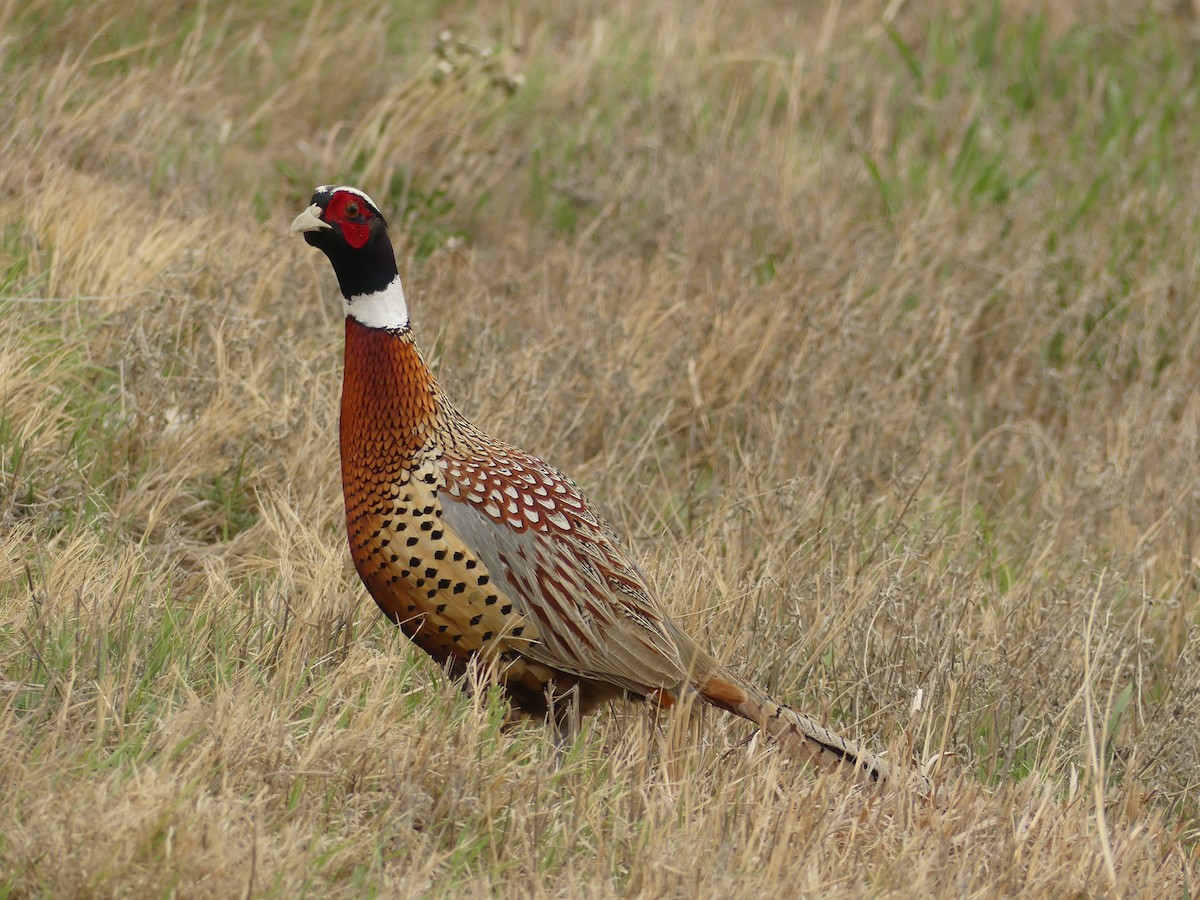 Ring-necked Pheasant - ML559292621
