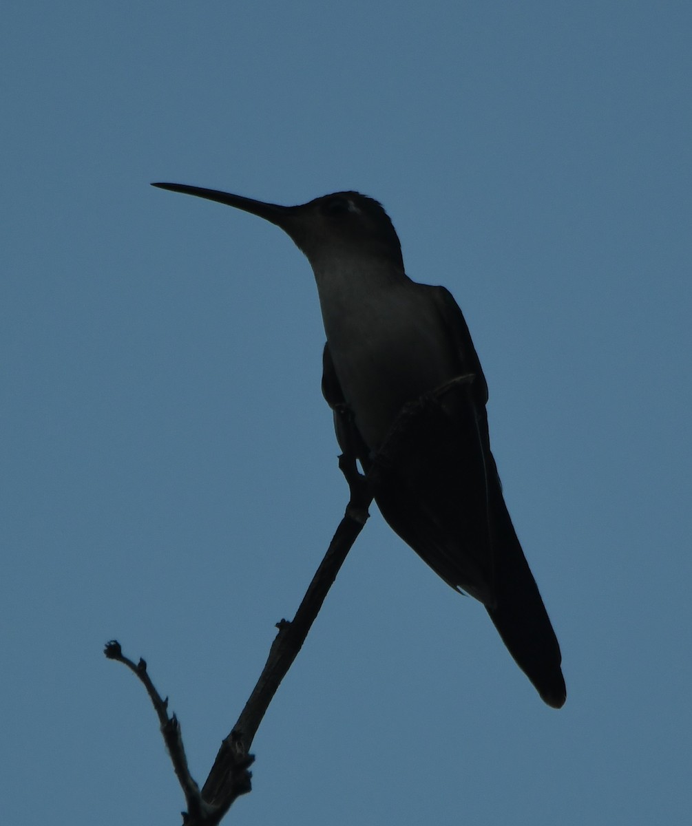 Wedge-tailed Sabrewing - Leonardo Guzmán (Kingfisher Birdwatching Nuevo León)