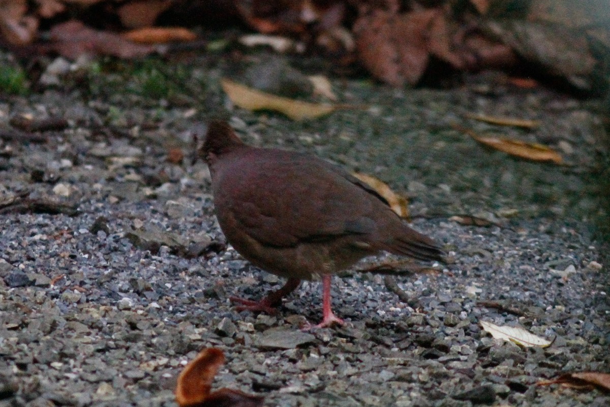 White-faced Quail-Dove - Justyn Stahl