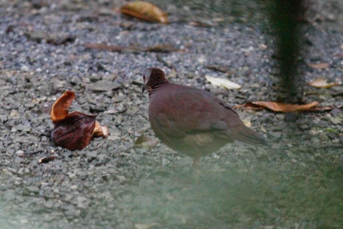 White-faced Quail-Dove - Justyn Stahl