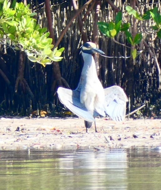 Yellow-crowned Night Heron - Jeff Hollobaugh