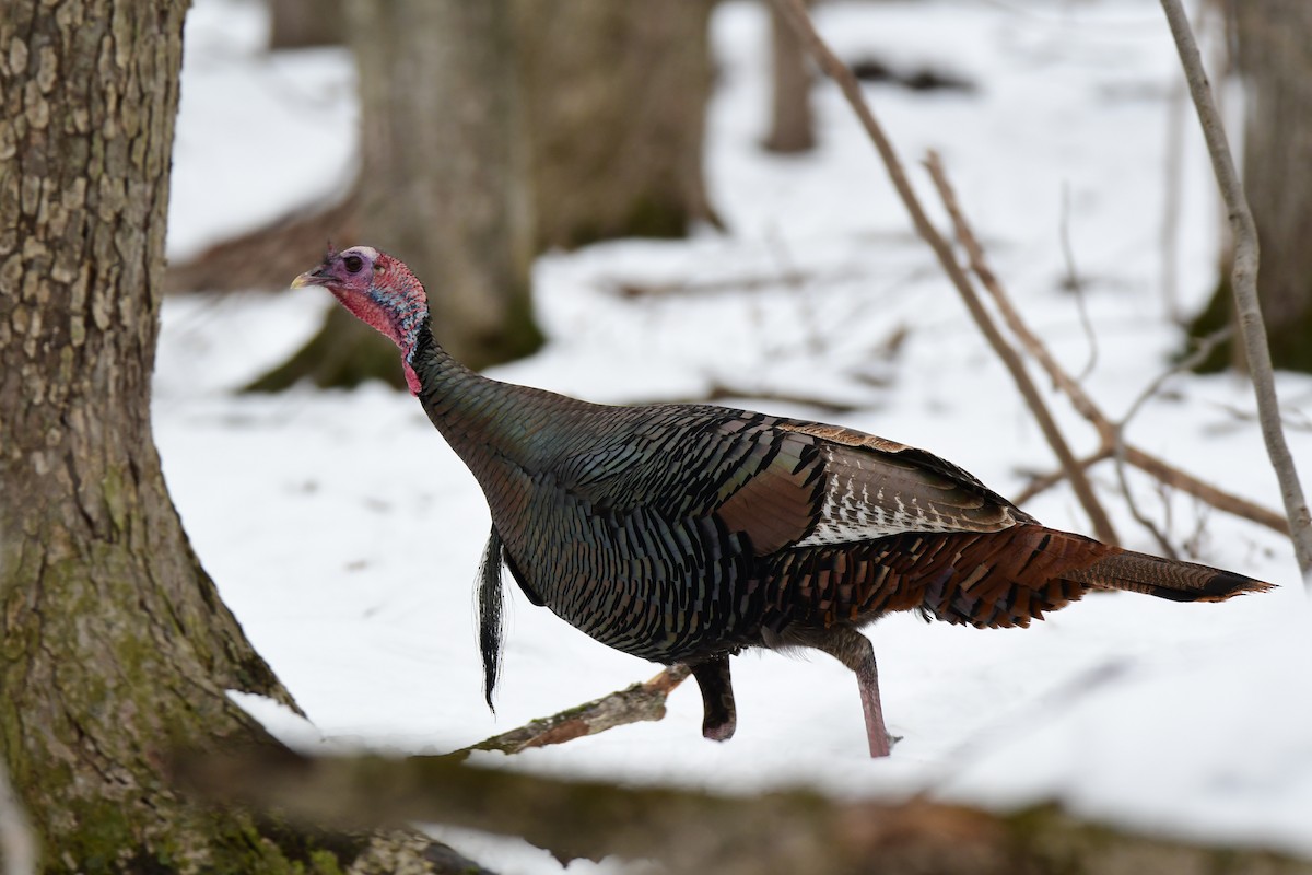 Wild Turkey - ML559293261