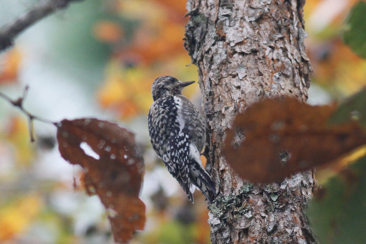 Yellow-bellied Sapsucker - ML559293481