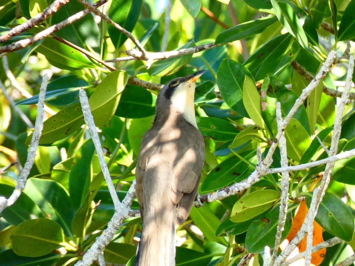 Mangrove Cuckoo - ML559293571