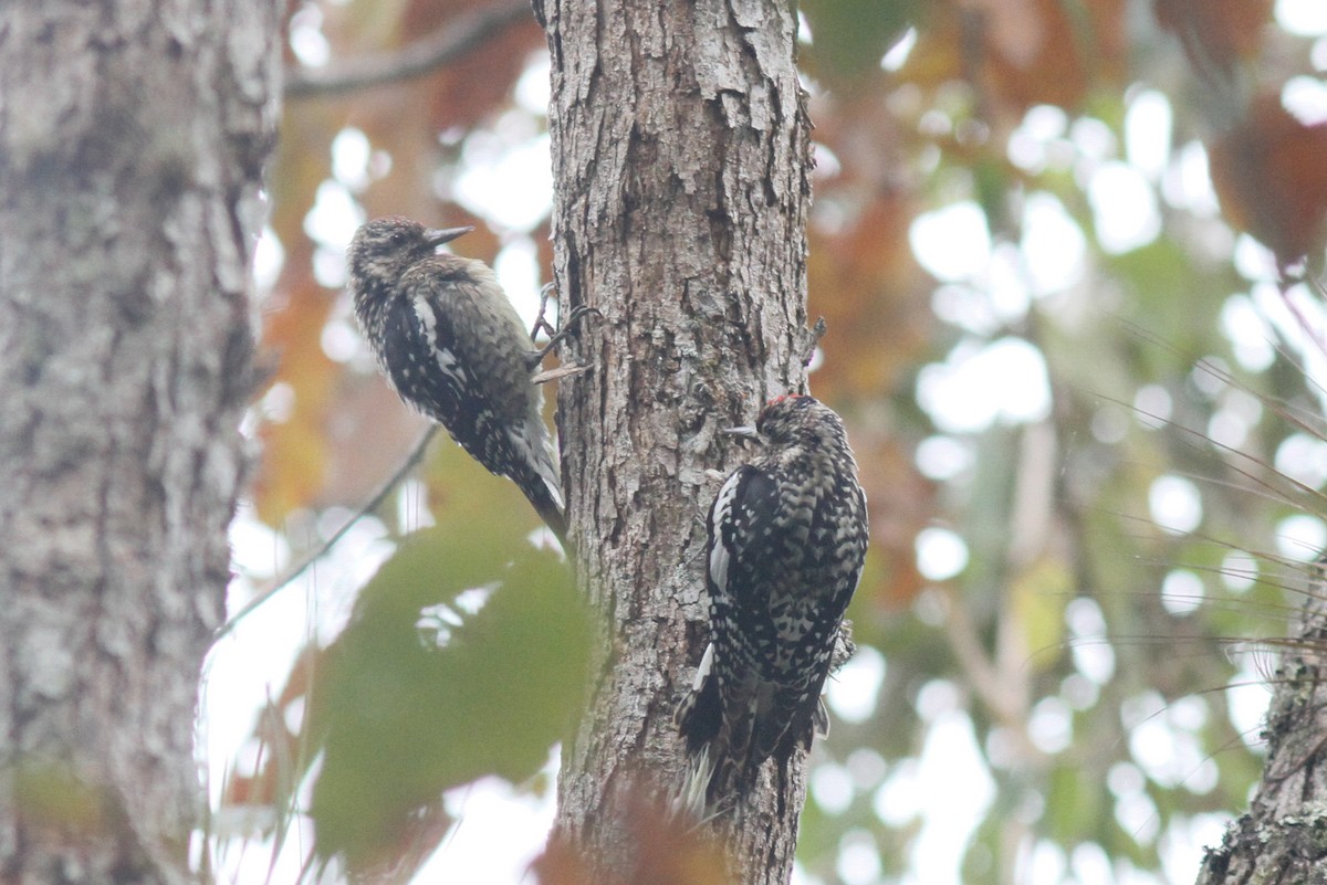 Yellow-bellied Sapsucker - Justyn Stahl