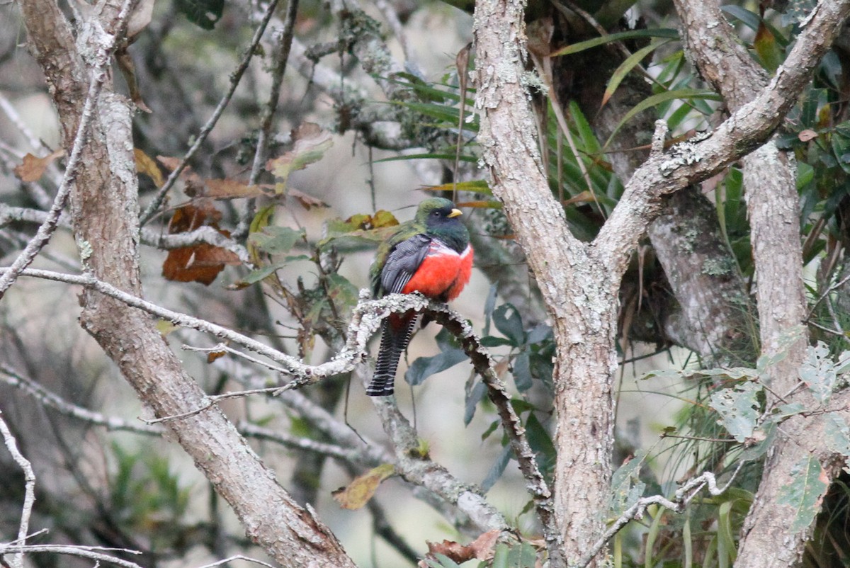 Collared Trogon - ML559293721