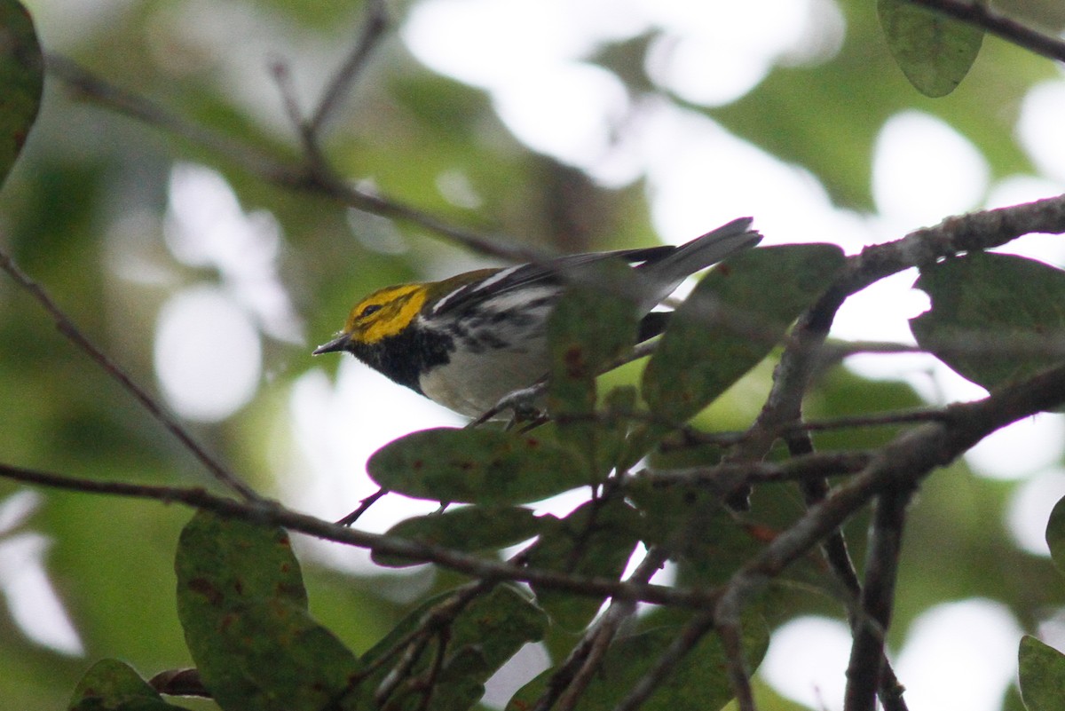 Black-throated Green Warbler - ML559293801