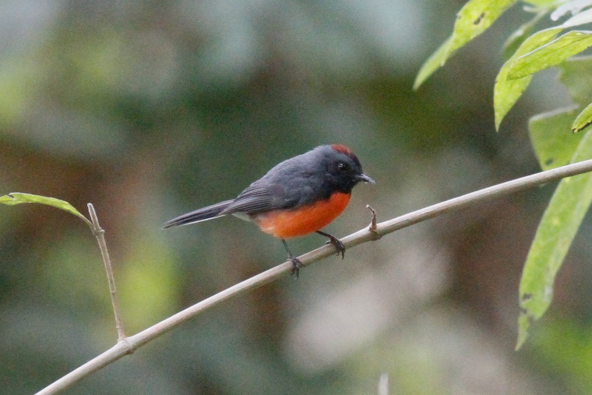 Slate-throated Redstart - ML559293891